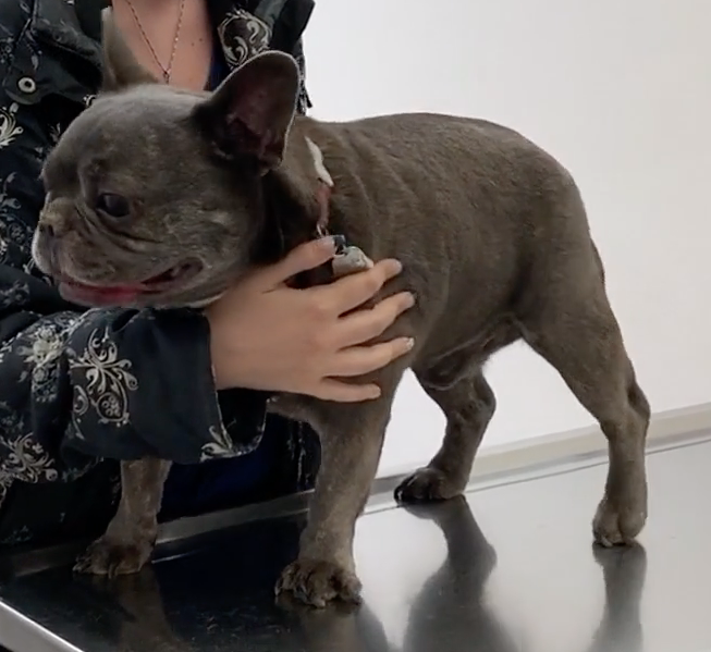 SOS Vétérinaire Genève, Urgences Vétérinaire Genève,Vétérinaire Genève, Vétérinaire de Garde Genève, Veterinaire de Garde Geneve, vétérinaire Versoix, vétérinaire Commugny, Vétérinaire urgence Nyon, vétérinaire crans près Céligny, vétérinaire Mies, Vétérinaire de Garde Genève , Veterinaire de Garde Geneve, Vétérinaire de Garde Nyon, Vétérinaire de Garde Vaud, Vétérinaire de Garde Gland, Vétérinaire de Garde Morges, Vétérinaire de Garde Lausanne ,apathie ou faiblesse chiens et chats