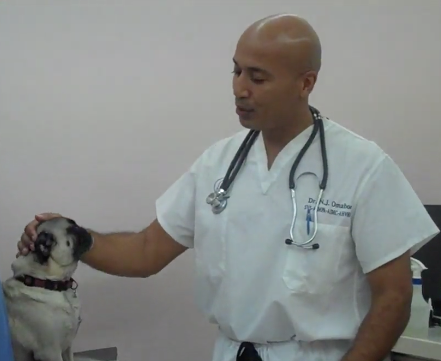 Vétérinaire Versoix, Veterinaire Versoix, Versoix Veterinaire, Versoix Vétérinaire, cabinet vétérinaire versoix, cabinet veterinaire versoix, clinique vétérinaire versoix, vétérinaire de Garde Versoix,veterinaire de Garde Versoix, Cabinet Vétérinaire International