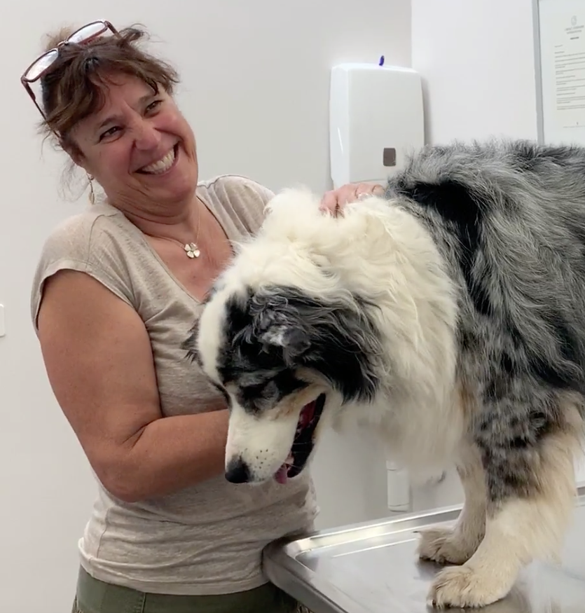 SOS Vétérinaire Genève, Urgences Vétérinaire Genève,Vétérinaire Genève, Vétérinaire de Garde Genève, Veterinaire de Garde Geneve, vétérinaire Versoix, vétérinaire Commugny, Vétérinaire urgence Nyon, vétérinaire crans près Céligny, vétérinaire Mies, Vétérinaire de Garde Genève , Veterinaire de Garde Geneve, Vétérinaire de Garde Nyon, Vétérinaire de Garde Vaud, Vétérinaire de Garde Gland, Vétérinaire de Garde Morges, Vétérinaire de Garde Lausanne ,apathie ou faiblesse chiens et chats