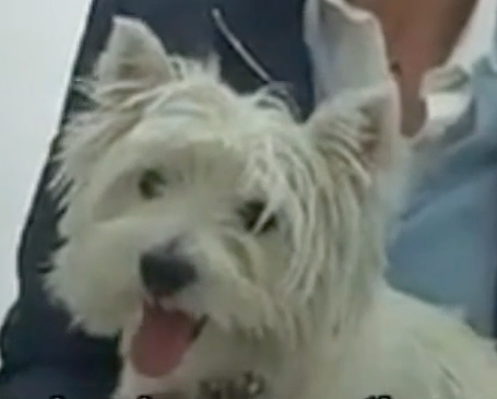  vétérinaire Mies, vétérinaire Genève, vétérinaire Nyon, vétérinaire Versoix, vétérinaire Commugny