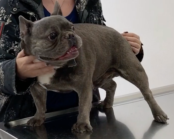 SOS Vétérinaire Genève, Urgences Vétérinaire Genève,Vétérinaire Genève, Vétérinaire de Garde Genève, Veterinaire de Garde Geneve, vétérinaire Versoix, vétérinaire Commugny, Vétérinaire urgence Nyon, vétérinaire crans près Céligny, vétérinaire Mies, Vétérinaire de Garde Genève , Veterinaire de Garde Geneve, Vétérinaire de Garde Nyon, Vétérinaire de Garde Vaud, Vétérinaire de Garde Gland, Vétérinaire de Garde Morges, Vétérinaire de Garde Lausanne ,apathie ou faiblesse chiens et chats