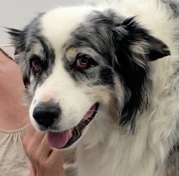 SOS Vétérinaire Genève, Urgences Vétérinaire Genève,Vétérinaire Genève, Vétérinaire de Garde Genève, Veterinaire de Garde Geneve, vétérinaire Versoix, vétérinaire Commugny, Vétérinaire urgence Nyon, vétérinaire crans près Céligny, vétérinaire Mies, Vétérinaire de Garde Genève , Veterinaire de Garde Geneve, Vétérinaire de Garde Nyon, Vétérinaire de Garde Vaud, Vétérinaire de Garde Gland, Vétérinaire de Garde Morges, Vétérinaire de Garde Lausanne ,apathie ou faiblesse chiens et chats