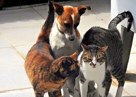 cabinet vétérinaire Versoix