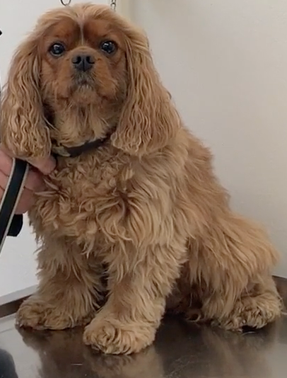 SOS Vétérinaire Genève, Urgences Vétérinaire Genève,Vétérinaire Genève, Vétérinaire de Garde Genève, Veterinaire de Garde Geneve, vétérinaire Versoix, vétérinaire Commugny, Vétérinaire urgence Nyon, vétérinaire crans près Céligny, vétérinaire Mies, Vétérinaire de Garde Genève , Veterinaire de Garde Geneve, Vétérinaire de Garde Nyon, Vétérinaire de Garde Vaud, Vétérinaire de Garde Gland, Vétérinaire de Garde Morges, Vétérinaire de Garde Lausanne ,apathie ou faiblesse chiens et chats